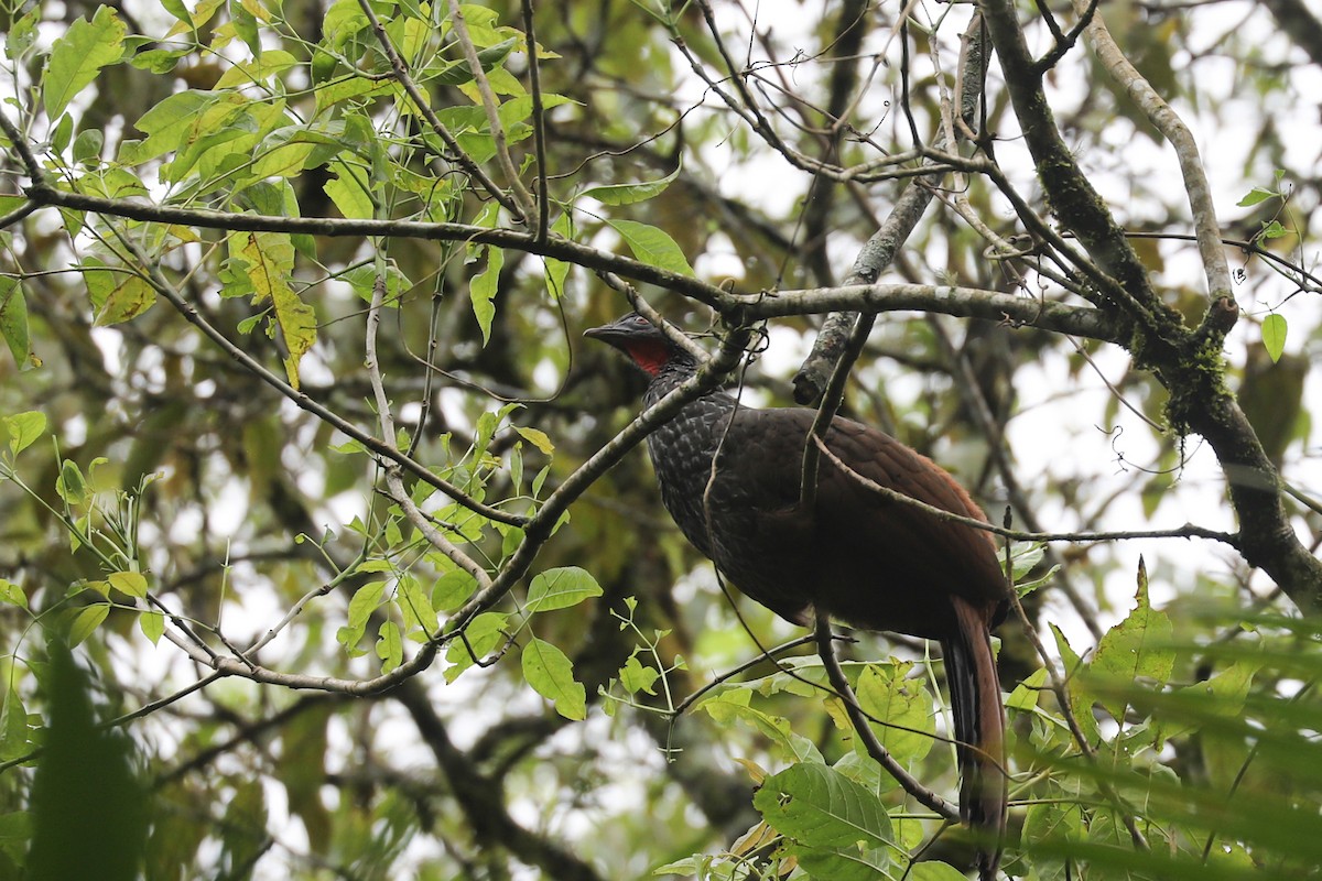 Cauca Guan - ML626716338