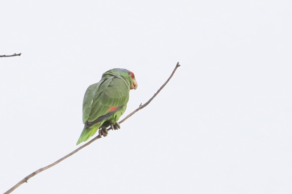 Red-crowned Amazon - ML626716353