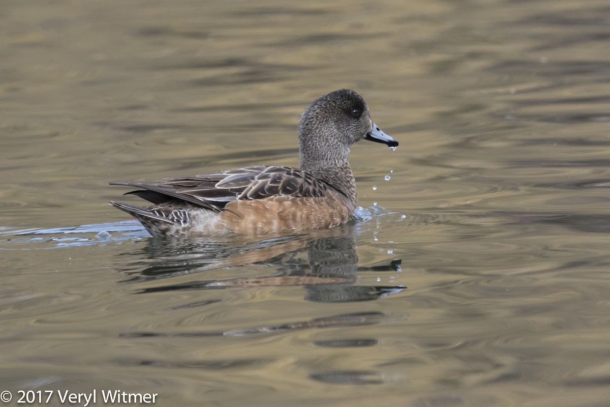 American Wigeon - ML626716374