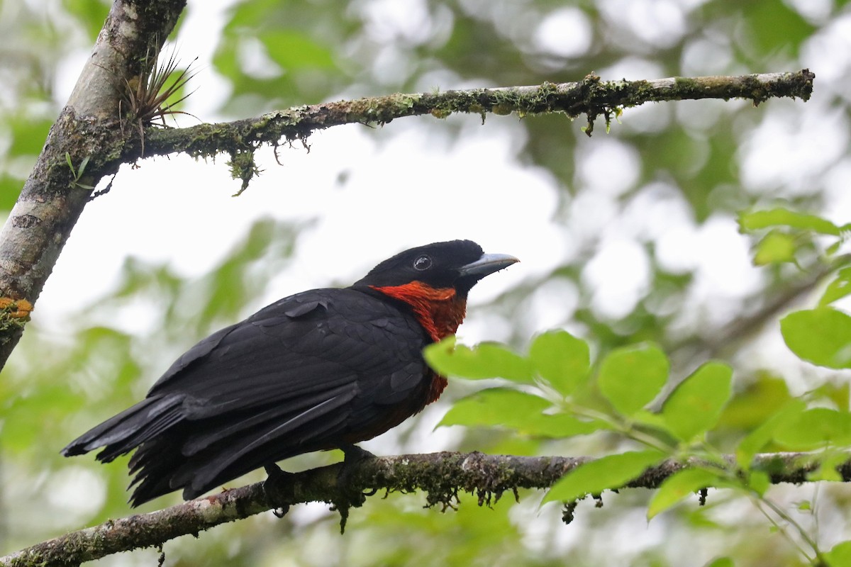 Red-ruffed Fruitcrow - ML626716376