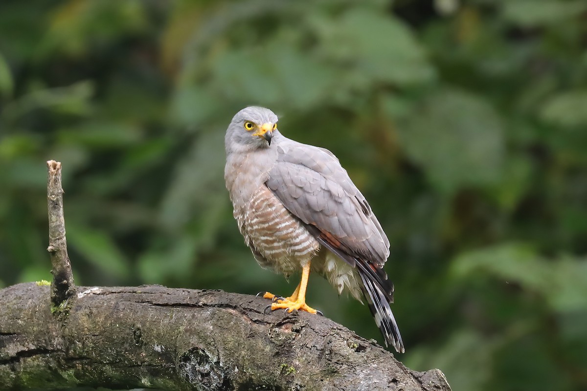 Roadside Hawk - ML626716390