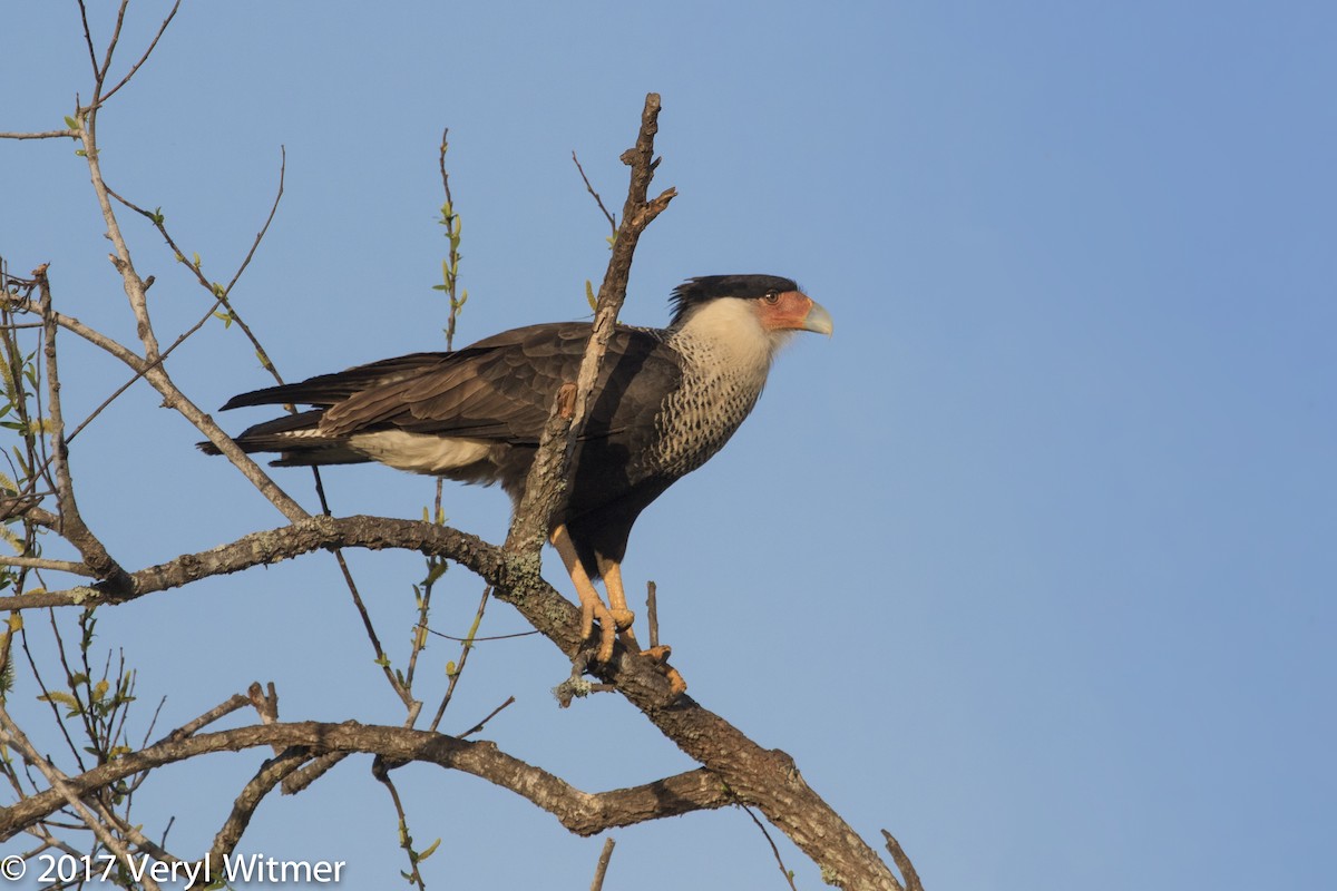 Crested Caracara - ML626716441