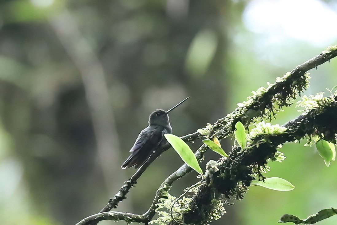 Green-fronted Lancebill - ML626716448