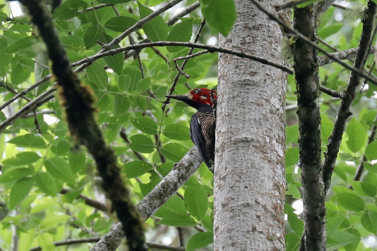 Crimson-crested Woodpecker - ML626716690