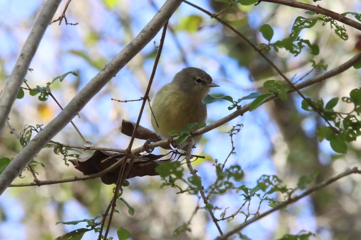 Orange-crowned Warbler - ML626716691
