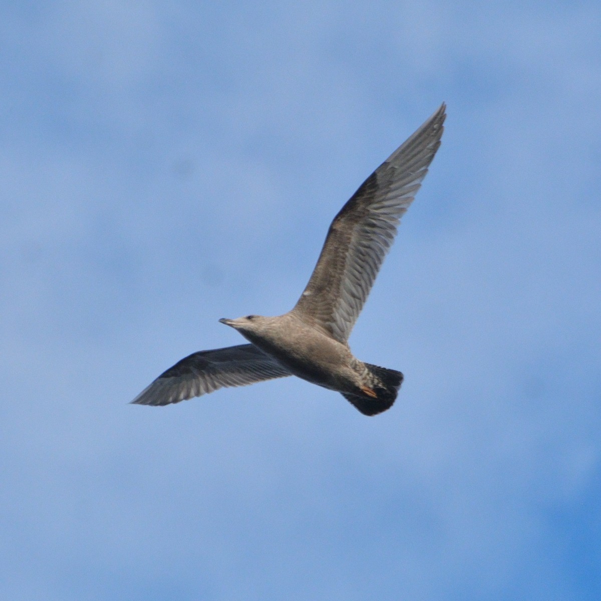 American Herring Gull - ML626716705