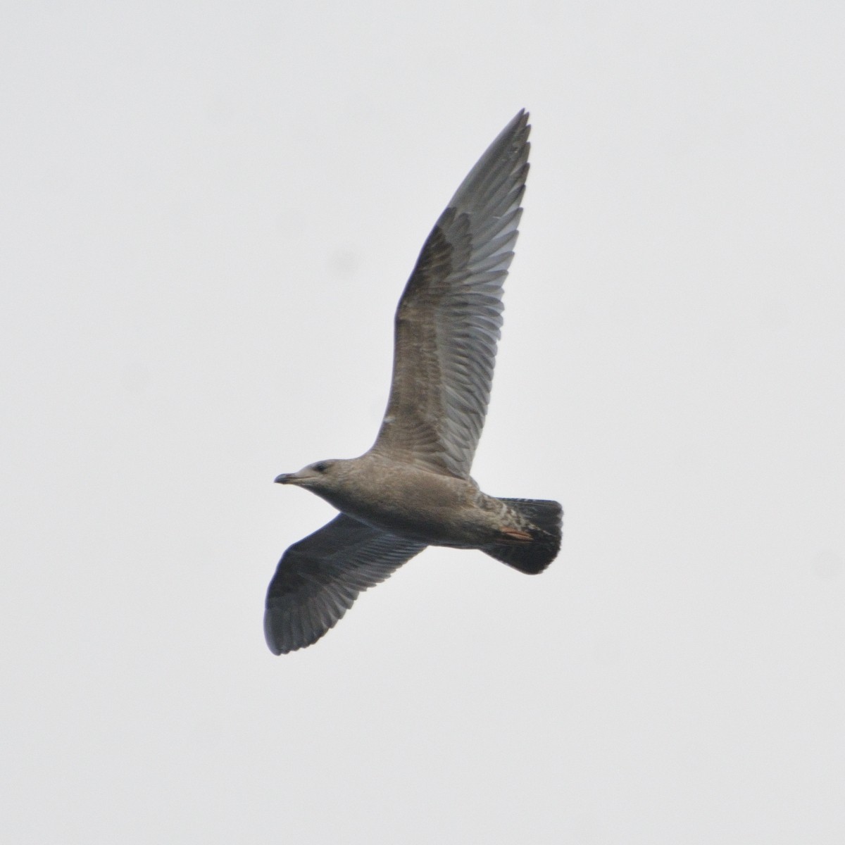 American Herring Gull - ML626716706