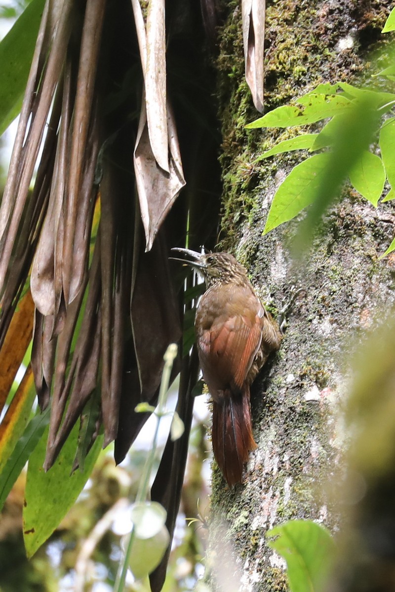 Strong-billed Woodcreeper - ML626716718