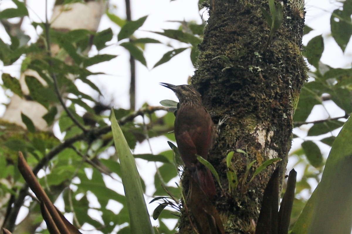 Strong-billed Woodcreeper - ML626716719