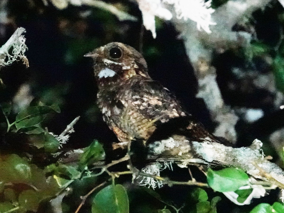 Fiery-necked Nightjar (Fiery-necked) - ML626716724