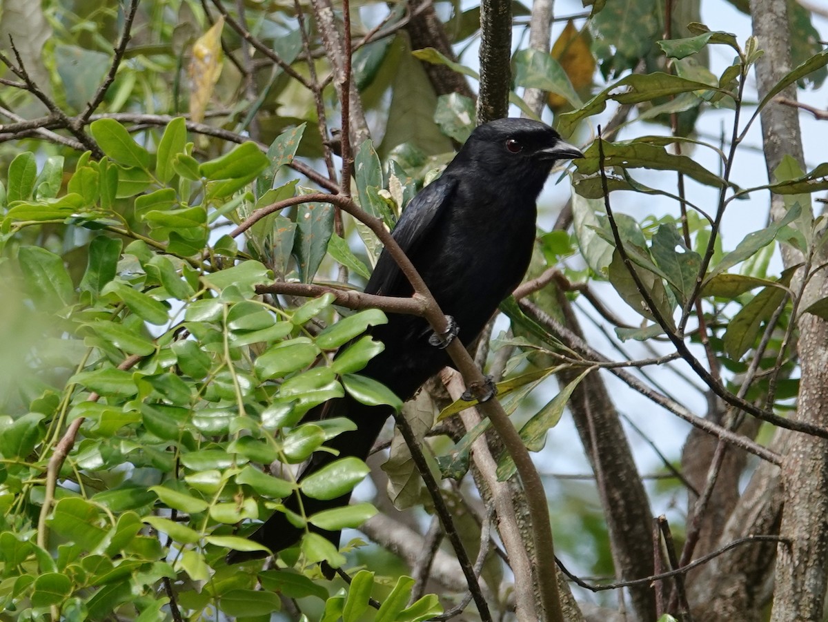 savannedrongo (adsimilis gr.) - ML626716747