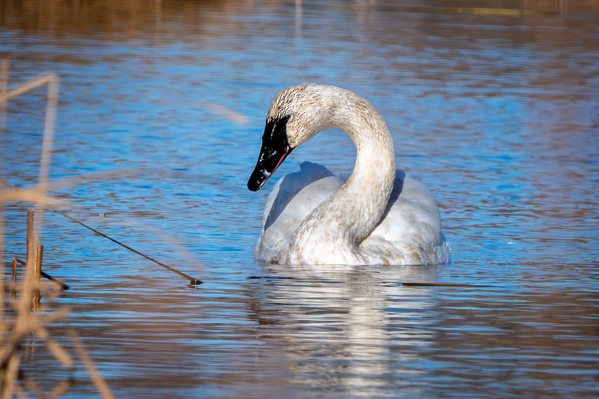 Trumpeter Swan - ML626716847