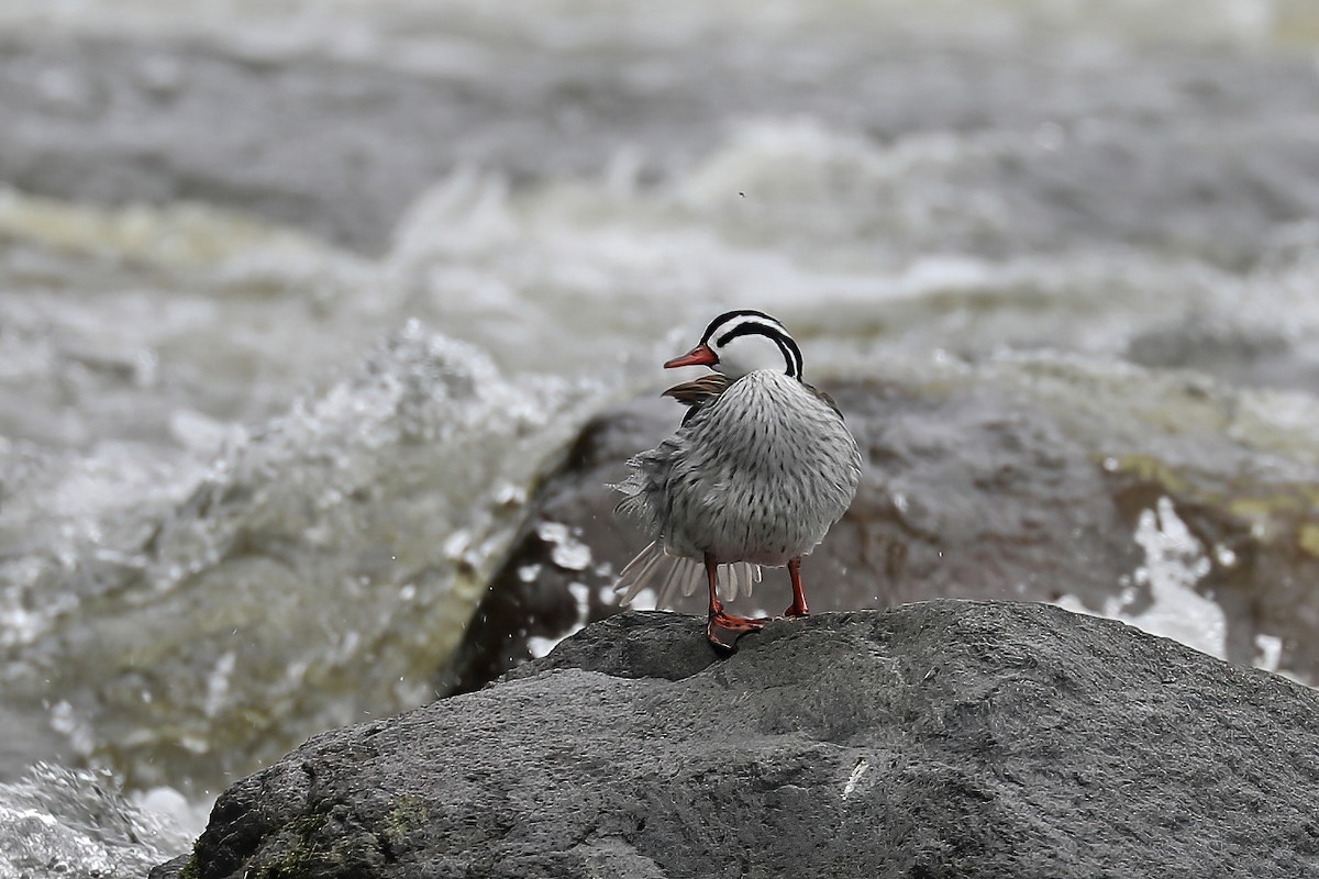 Torrent Duck - ML626716859