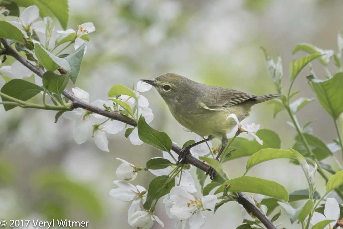 Orange-crowned Warbler - ML626716923