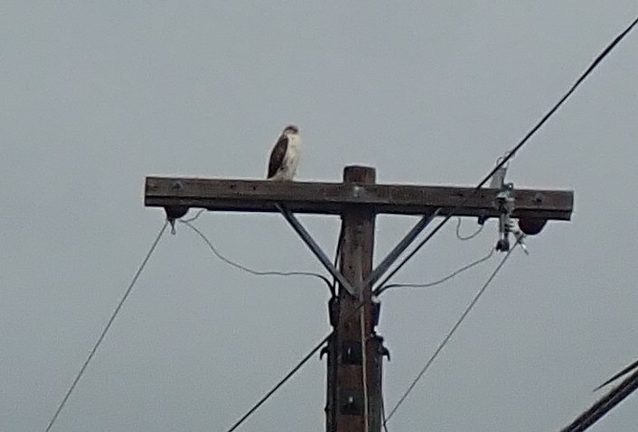 Ferruginous Hawk - ML626716940