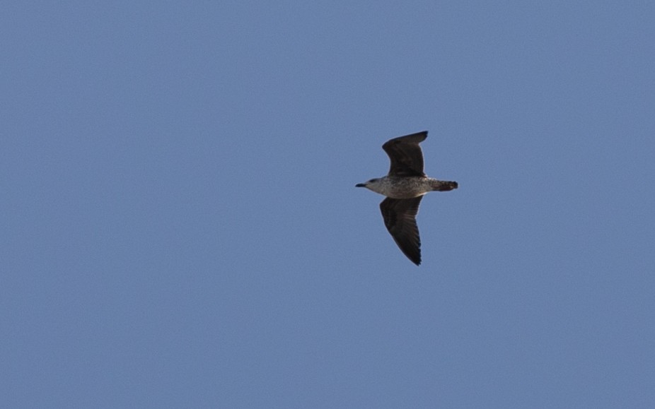 Larus sp. - ML626716990