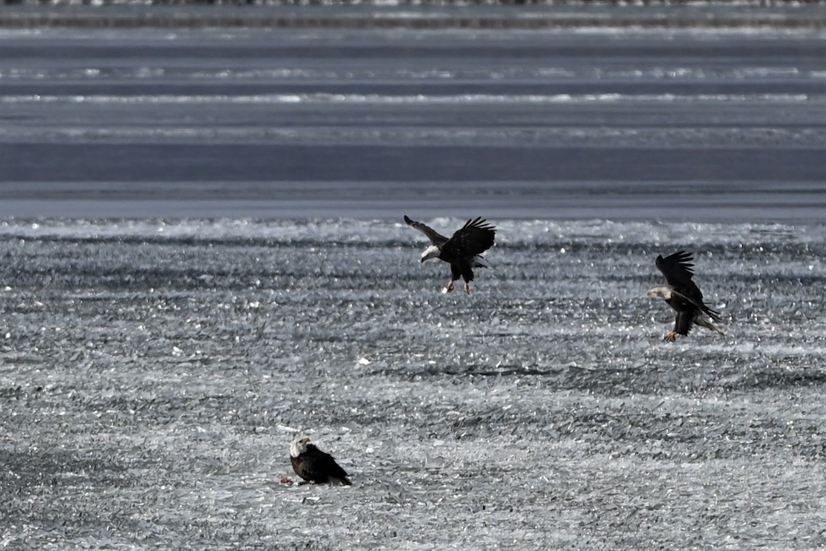 Bald Eagle - ML626717155