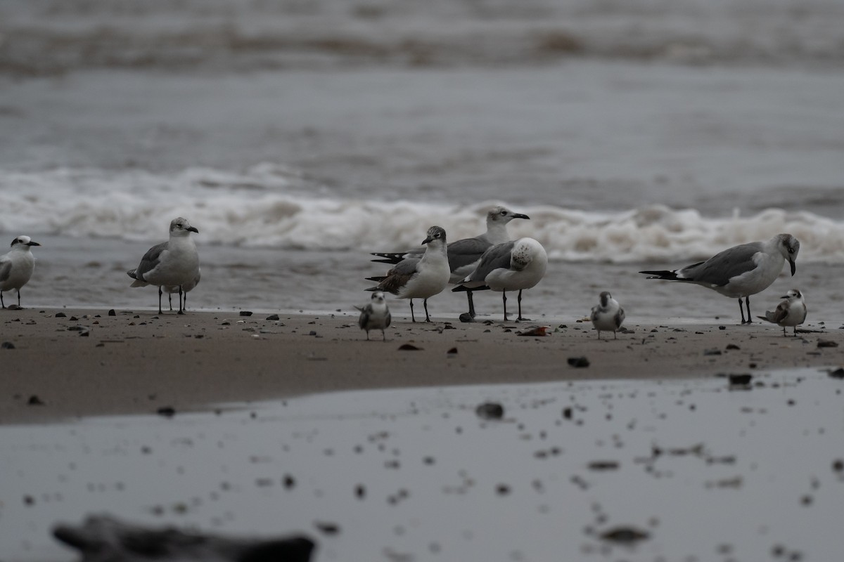 Sandwich Tern - ML626717195