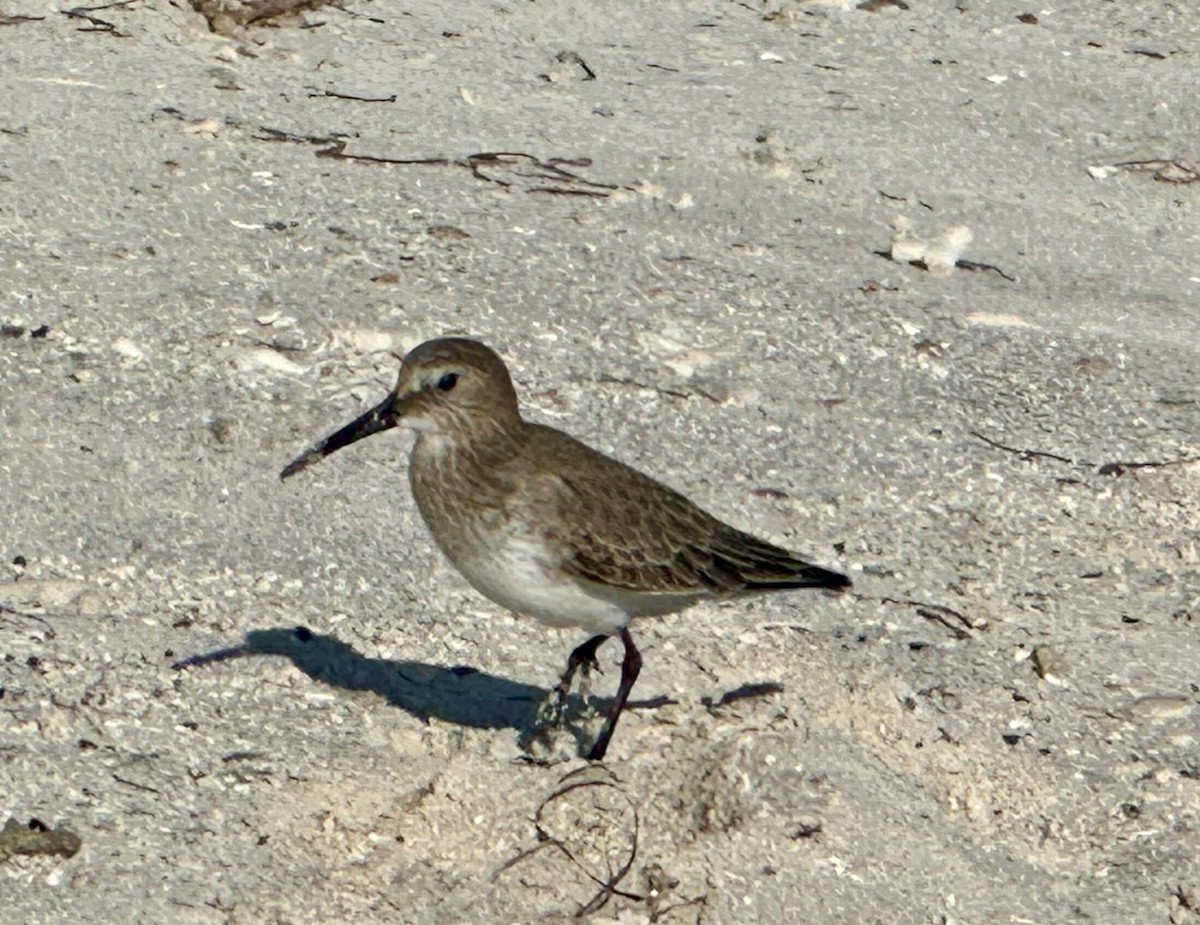 Dunlin - ML626717205