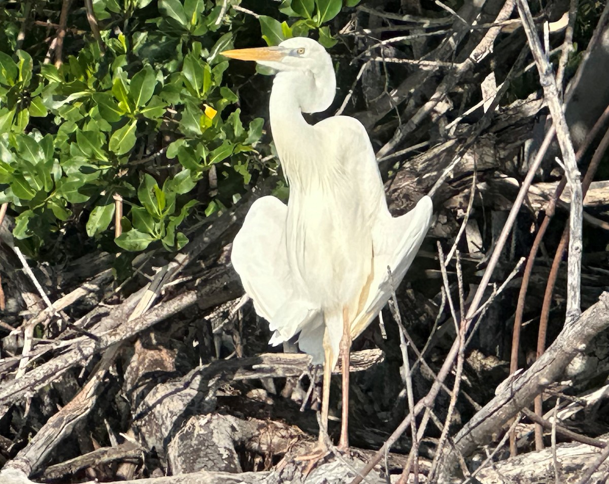 Great Blue Heron (Great White) - ML626717219