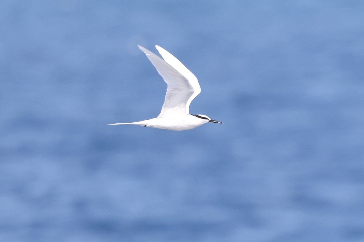 蒼燕鷗 - ML626717343