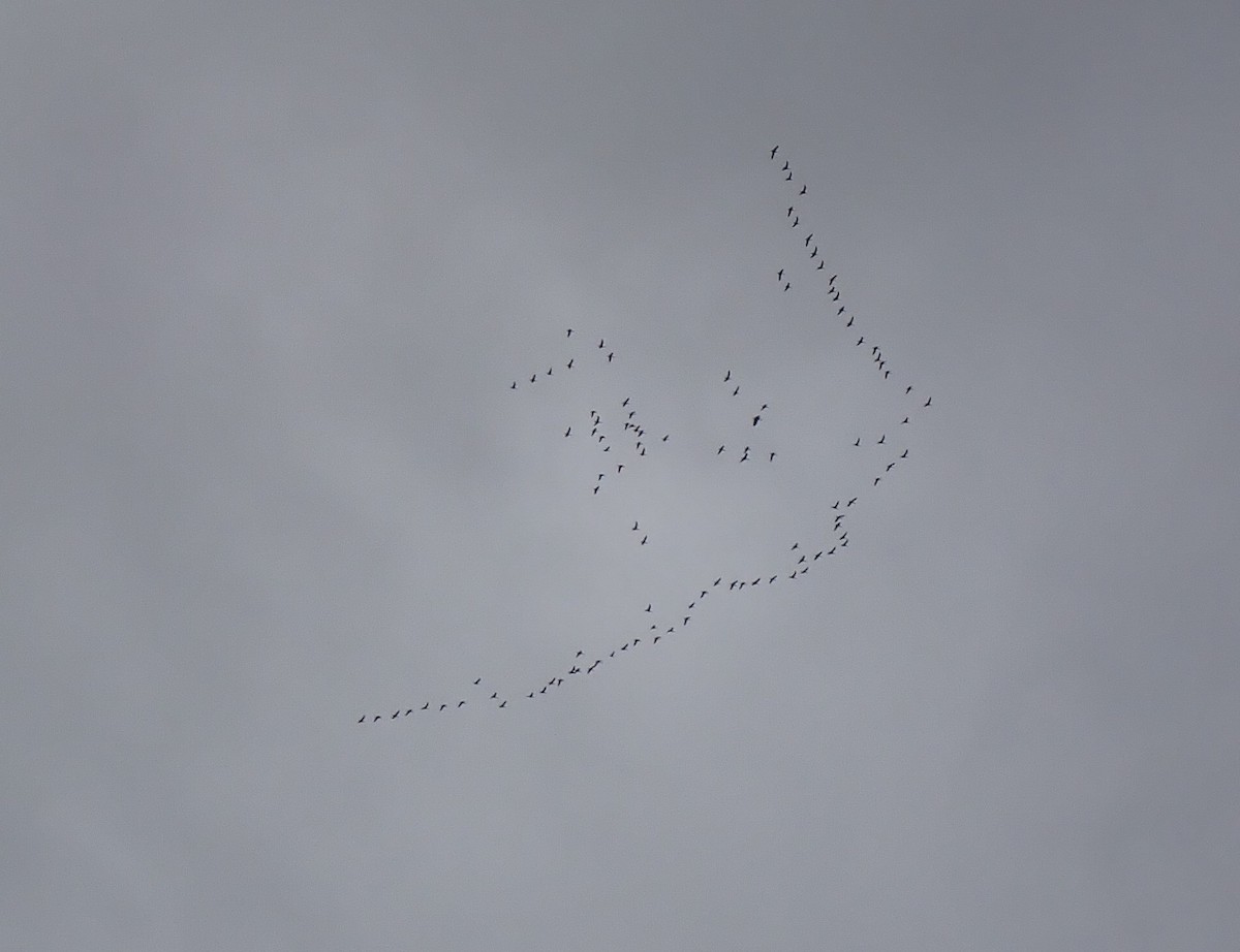 Tundra Swan - ML626717346