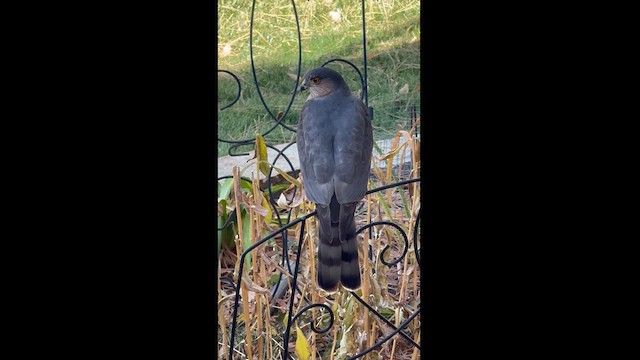 Sharp-shinned Hawk - ML626717362