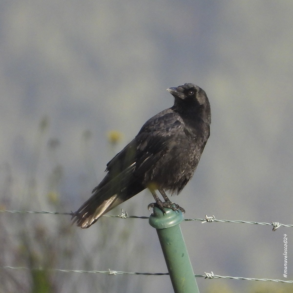 Carrion Crow - ML626717580