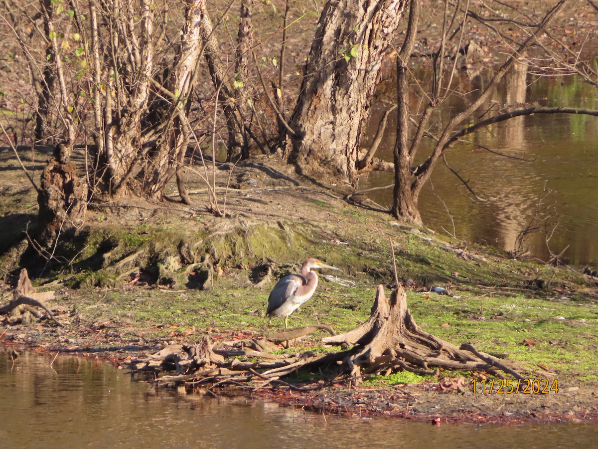 Tricolored Heron - ML626717700