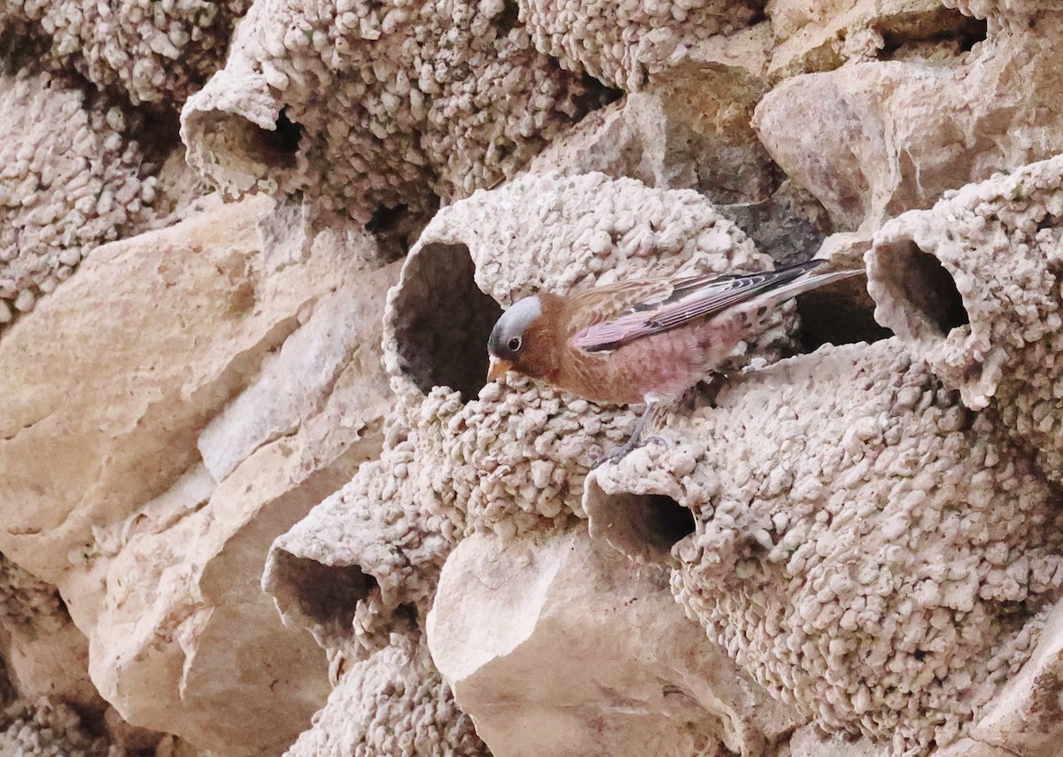 Gray-crowned Rosy-Finch - ML626717705