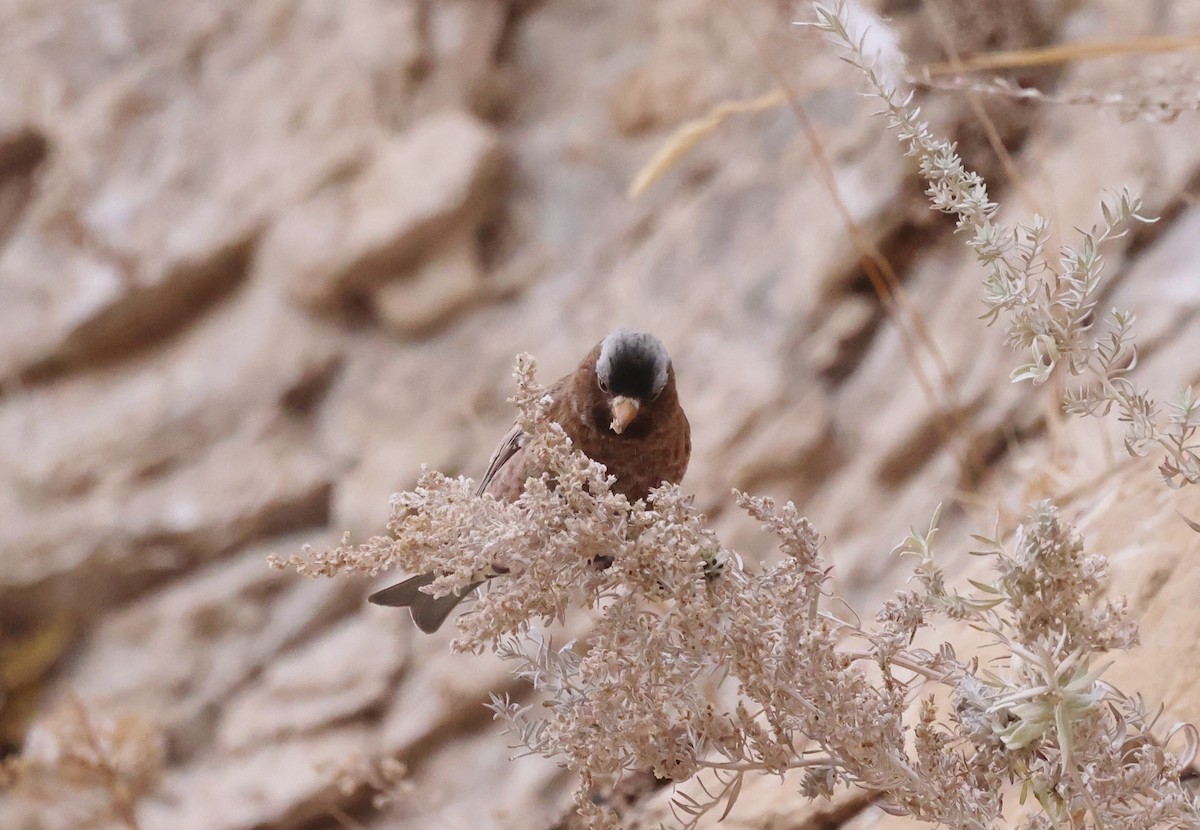 Gray-crowned Rosy-Finch - ML626717709