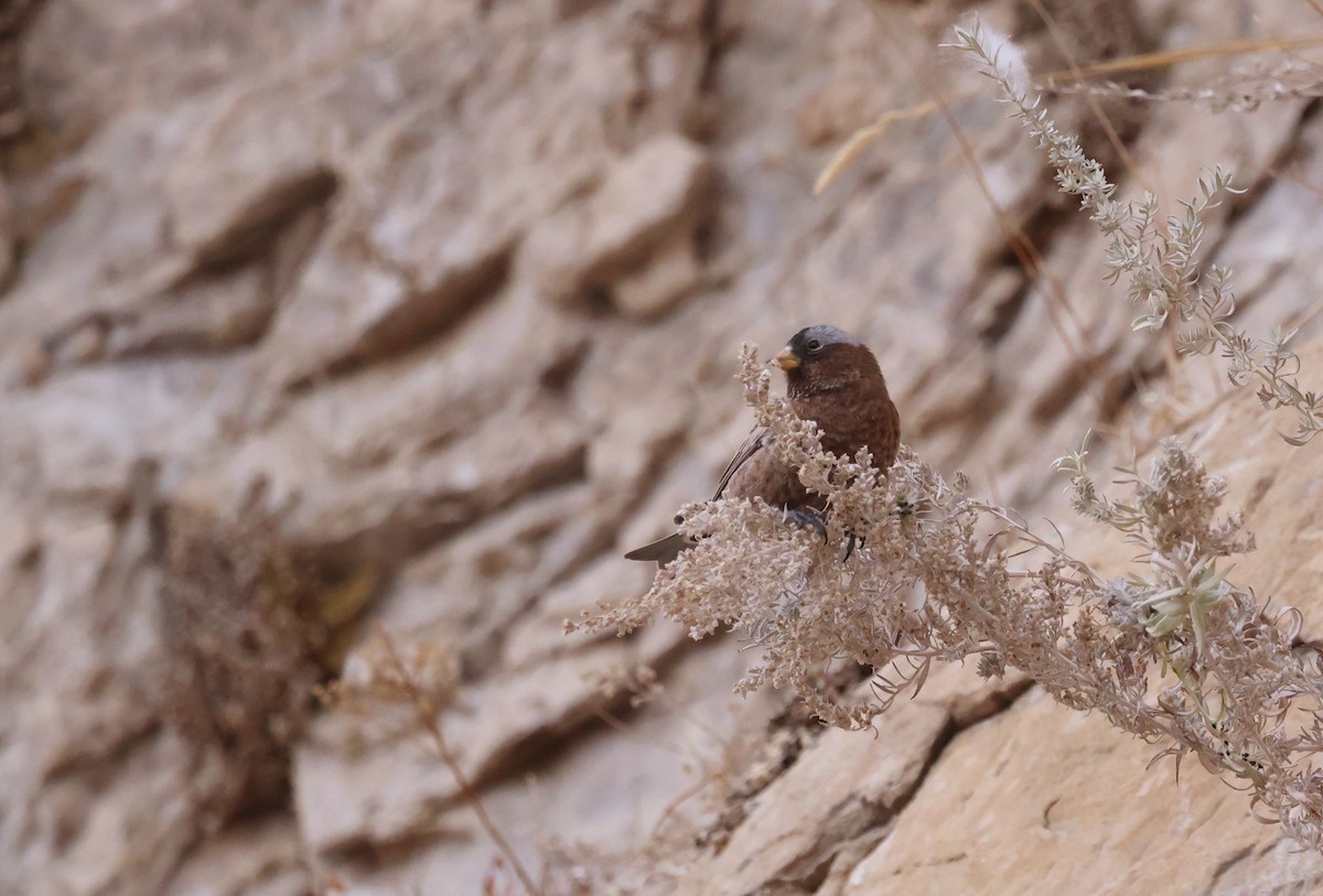 Gray-crowned Rosy-Finch - ML626717710