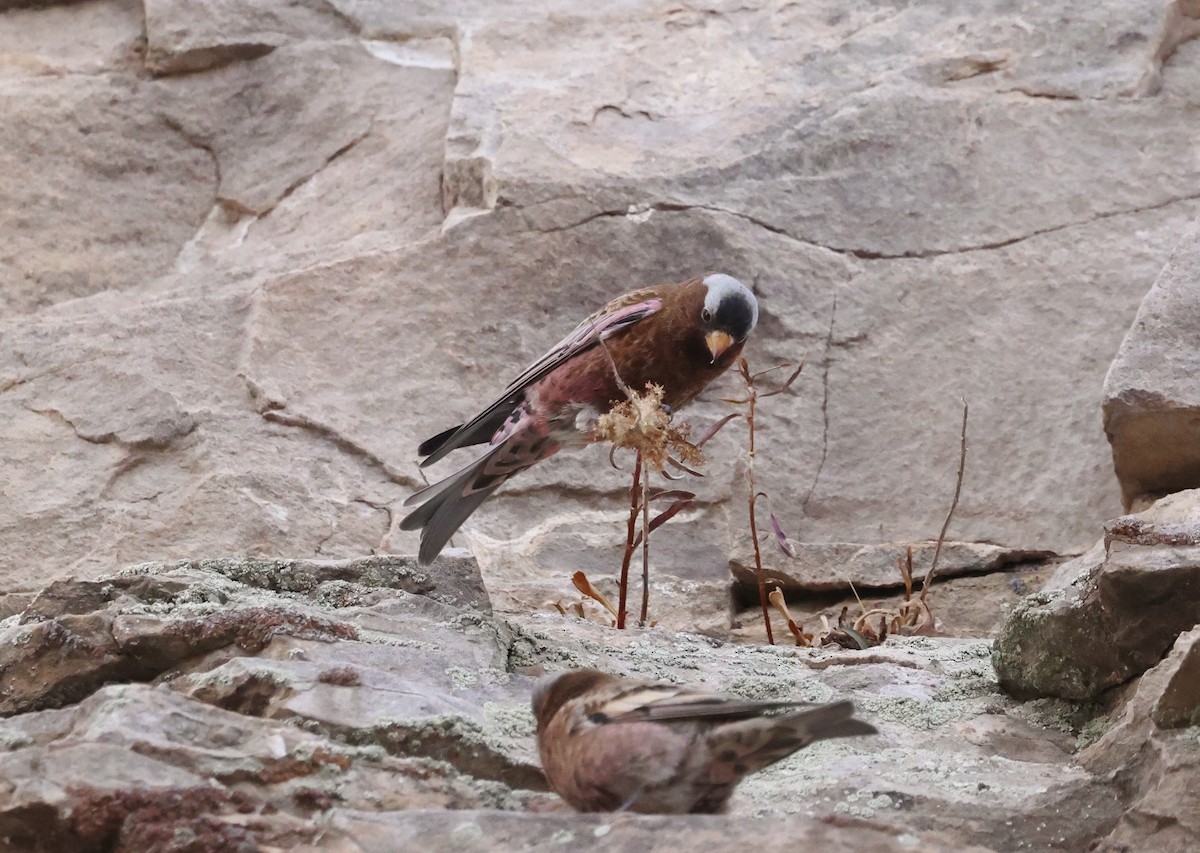 Gray-crowned Rosy-Finch - ML626717719