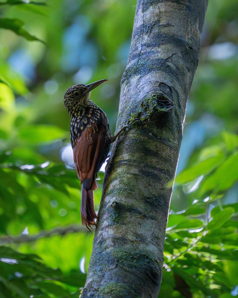 Black-striped Woodcreeper - ML626717720