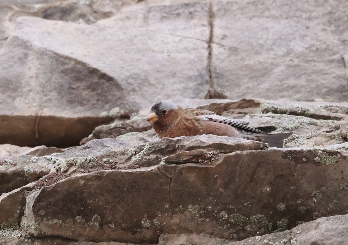 Gray-crowned Rosy-Finch - ML626717733