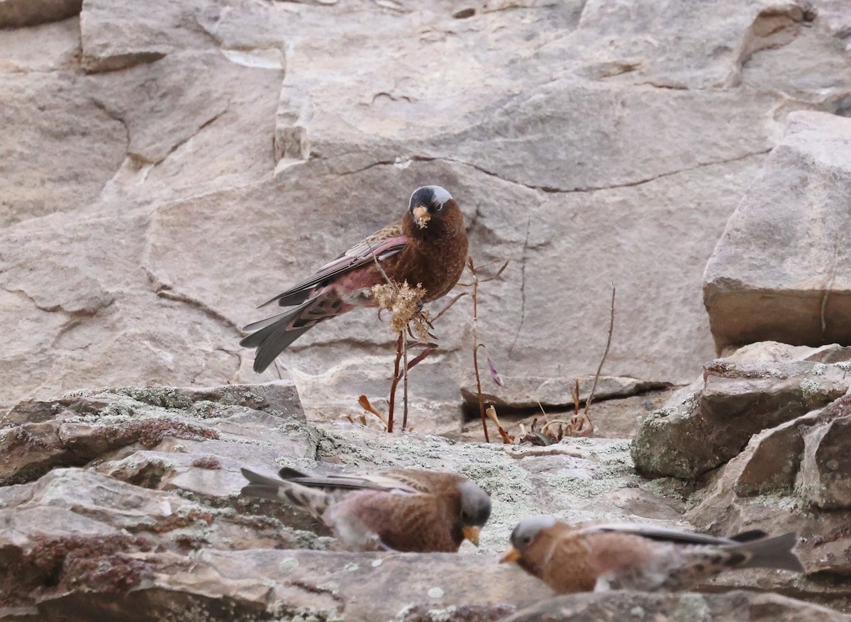 Gray-crowned Rosy-Finch - ML626717736