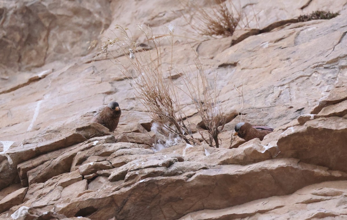 Gray-crowned Rosy-Finch - ML626717787