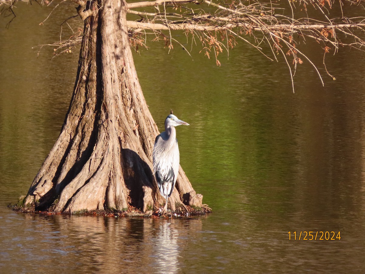 Great Blue Heron - ML626717836