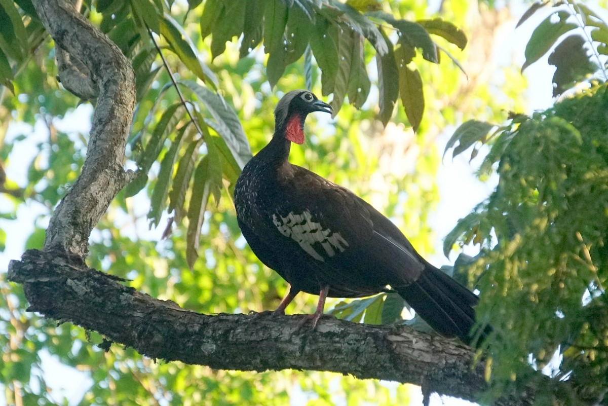 Black-fronted Piping-Guan - ML626717956