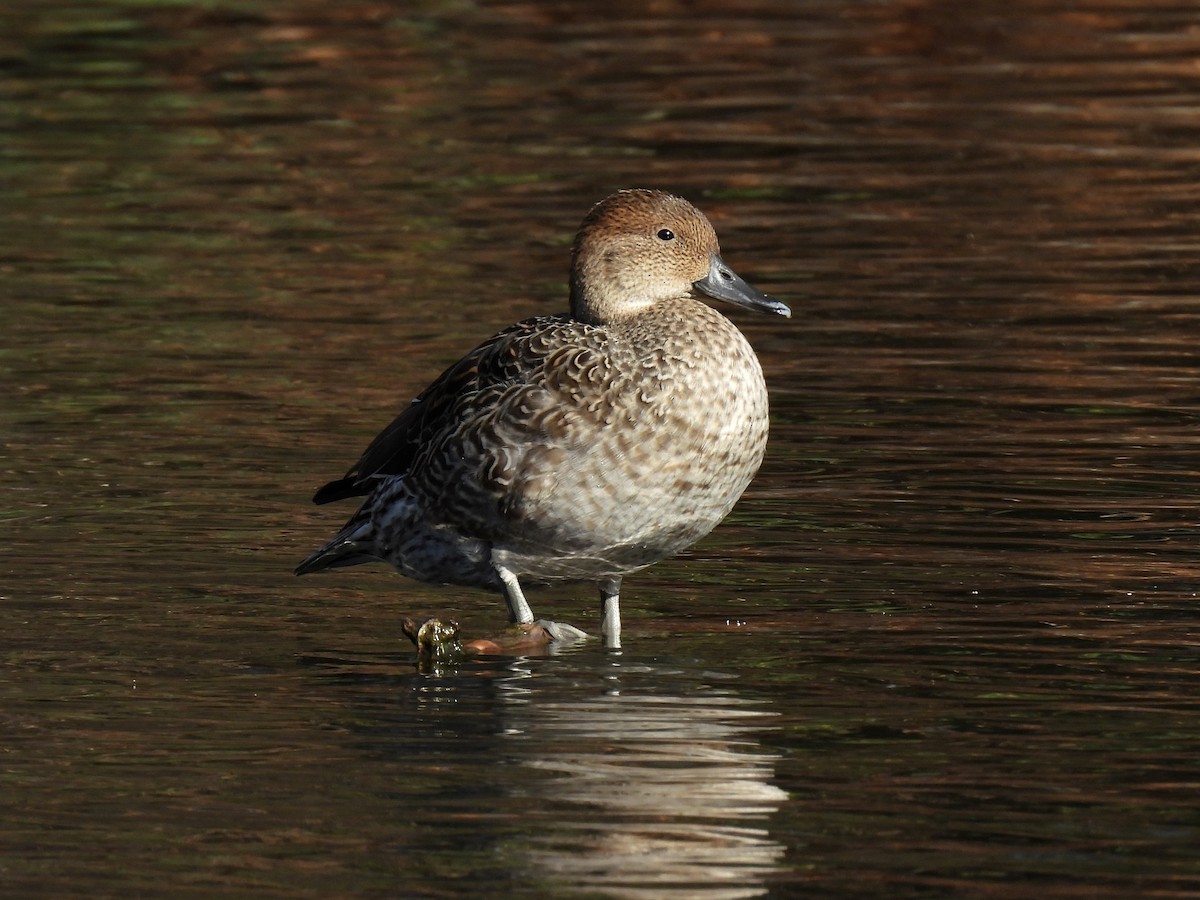 Northern Pintail - ML626717966