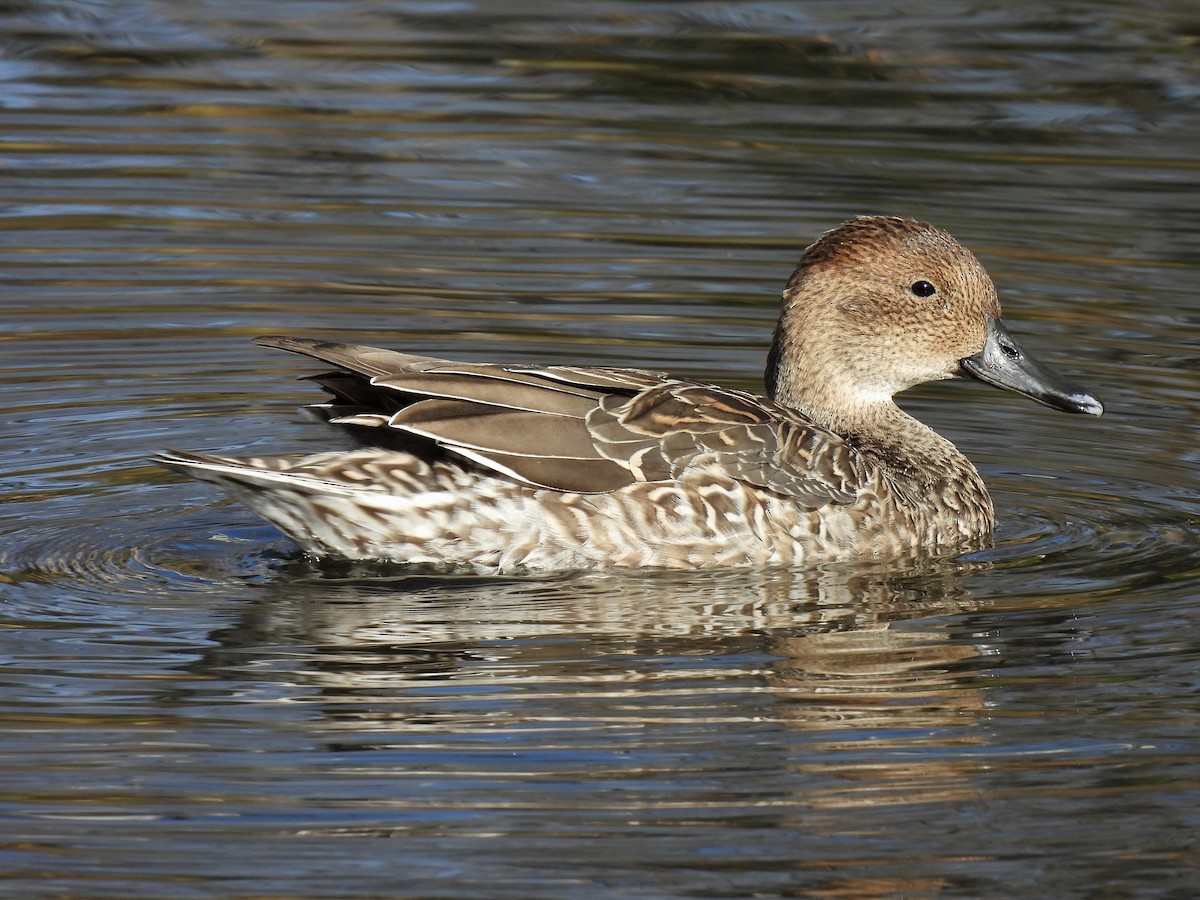Northern Pintail - ML626717967