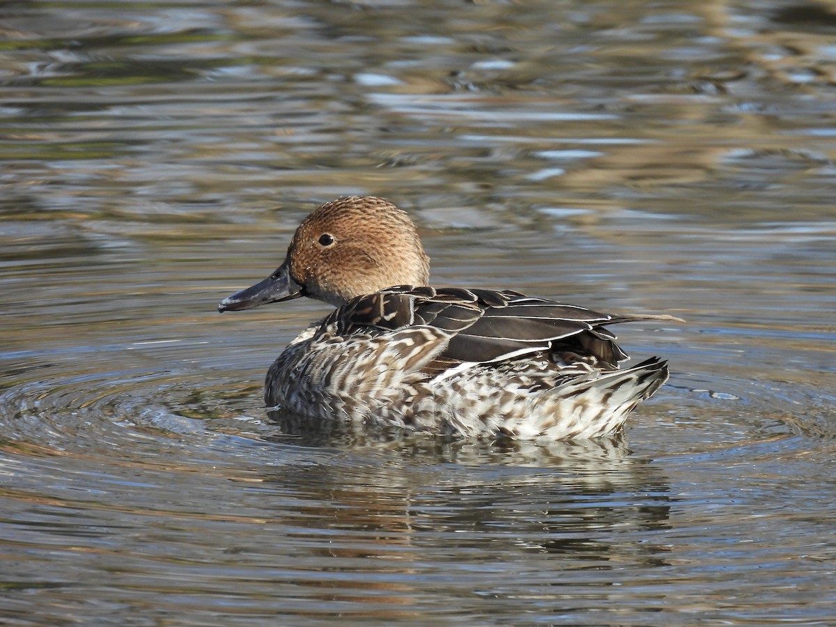 Northern Pintail - ML626717968