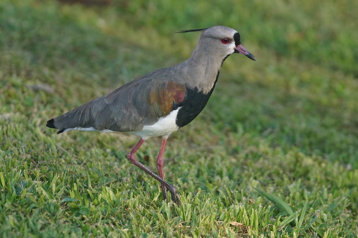 Southern Lapwing - ML626718006