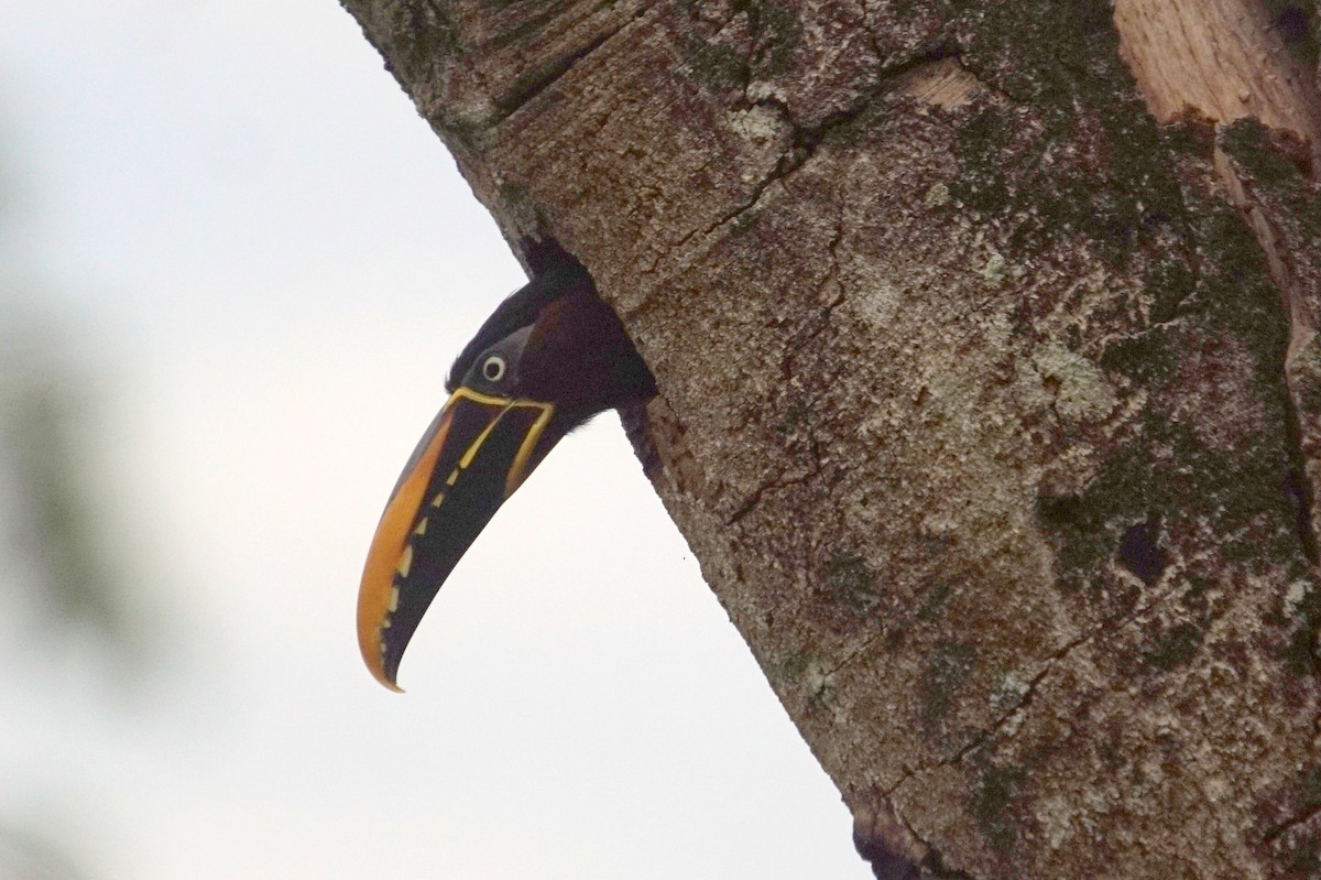 Chestnut-eared Aracari - ML626718549