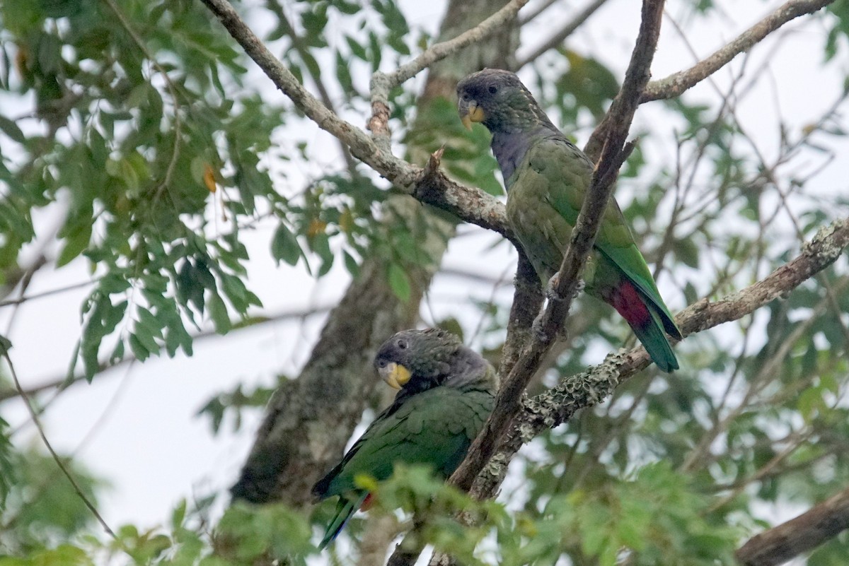 Scaly-headed Parrot - ML626718588