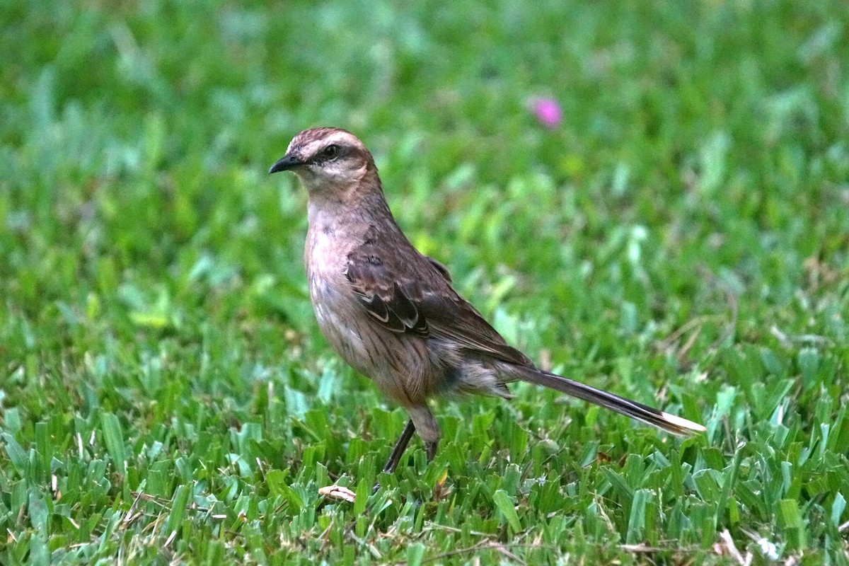 Chalk-browed Mockingbird - ML626718589