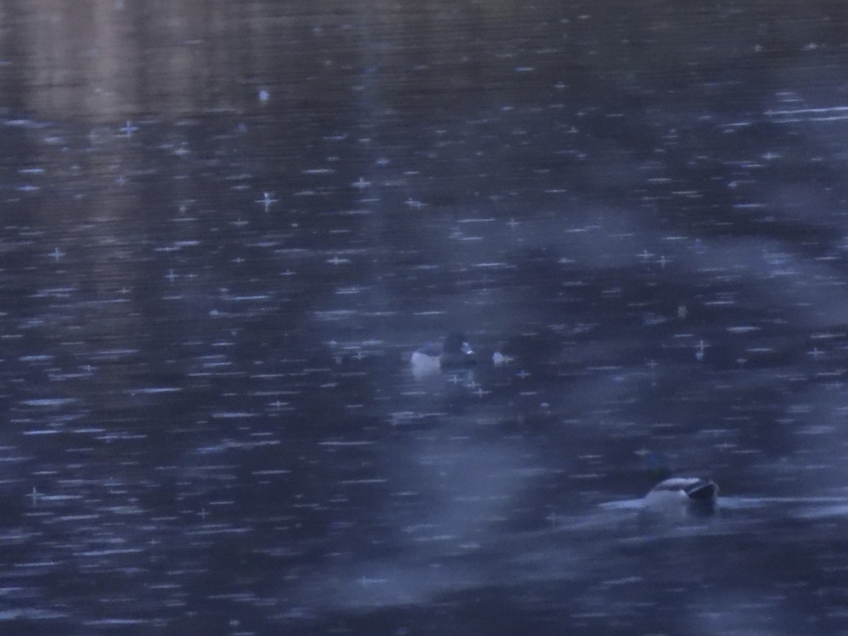 Чернь канадська - ML626718593