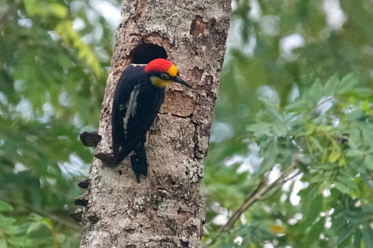 Yellow-fronted Woodpecker - ML626718623