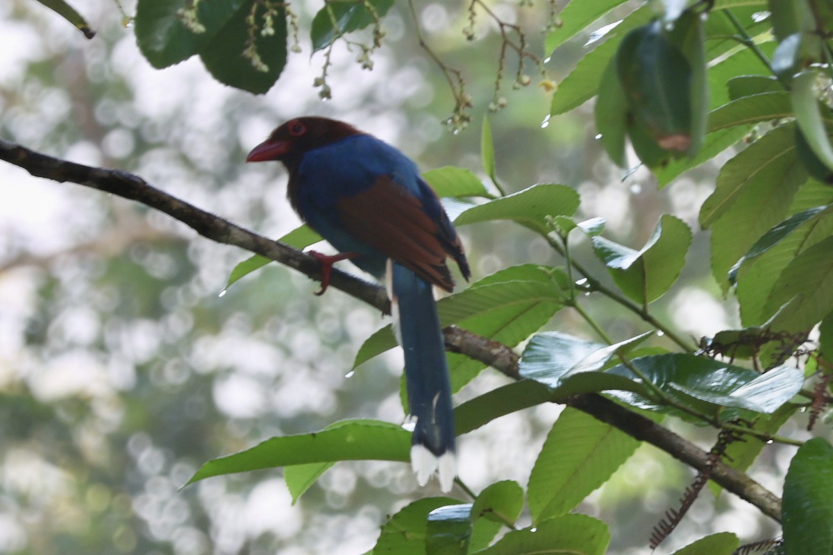 Sri Lanka Blue-Magpie - ML626718673