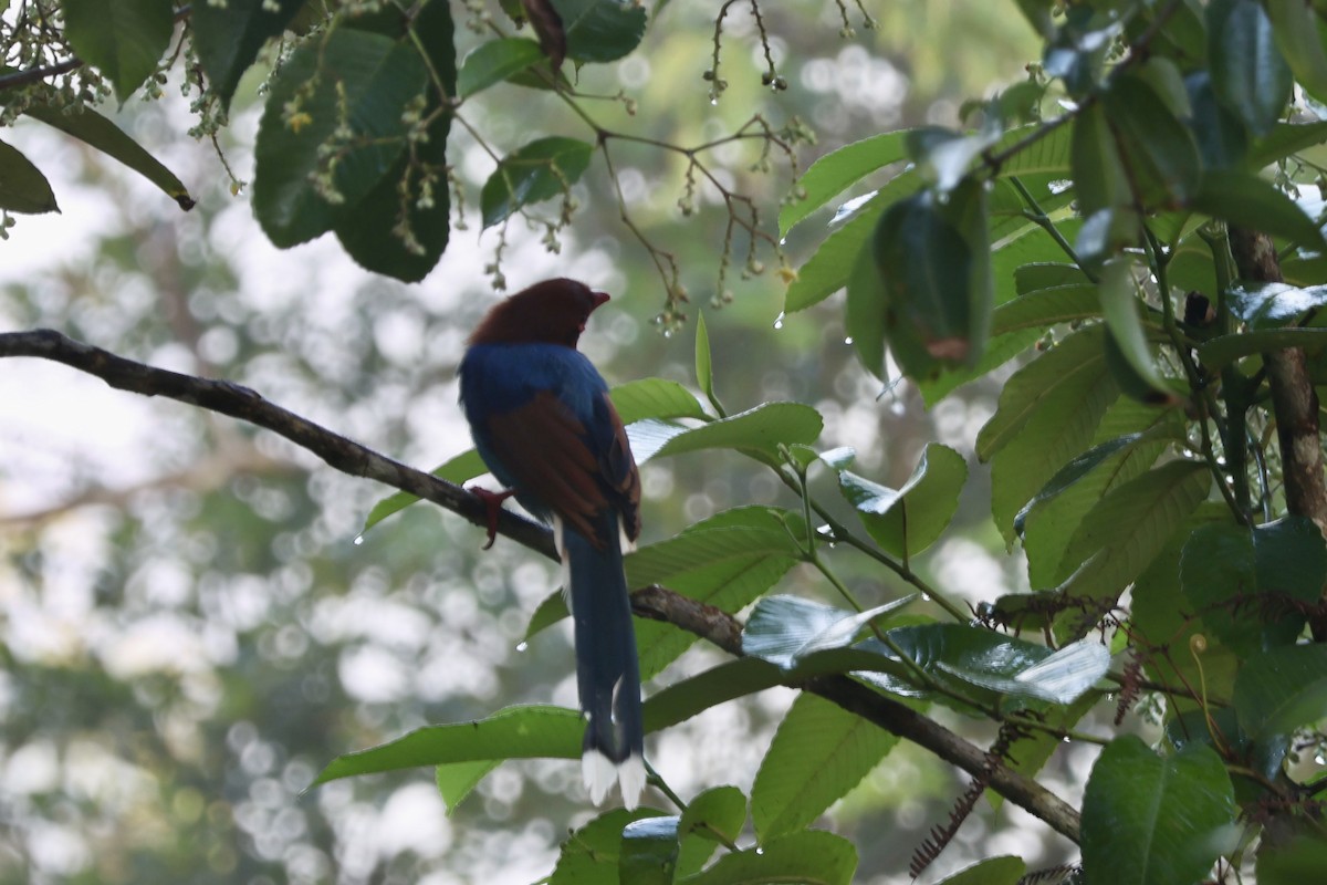 Sri Lanka Blue-Magpie - ML626718674